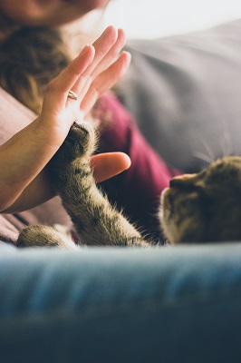 person-giving-high-five-to-grey-cat-38867